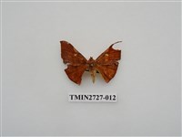 藏品(尺蛾282)的圖片